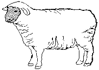 [cute sheep image]